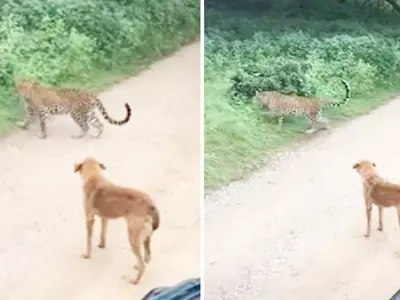 Stray Dog Scares Away Leopard In Rajasthan Forest