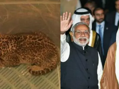 5 Leopard Cubs Burnt Alive, UAE Honours PM Modi With 'Zayed Medal',More Top News