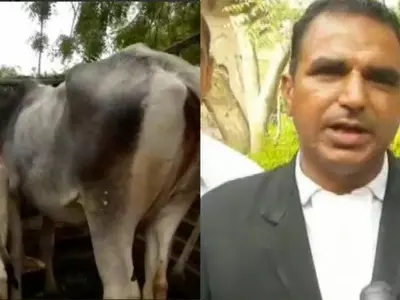 cow, Jodhpur, Rajasthan, magistrate, ownership dispute, metropolitan police