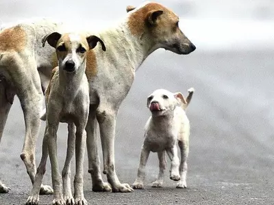 Gurugram, dogs, residents, CCTV footage, NGO, people for animal, animal cruelty