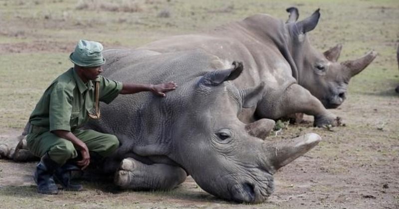 Last Two Northern White Rhinos On Earth Are Successfully Inseminated ...