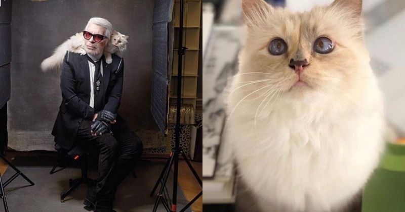 Designer Karl Lagerfelds Cat Will Inherit Rs 24 Crore From Him To 1302