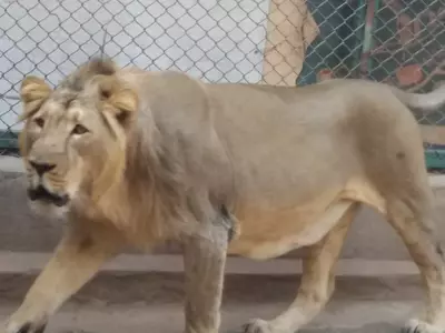 Centre Allocates Rs 59 Crore For Asiatic Lion Conservation