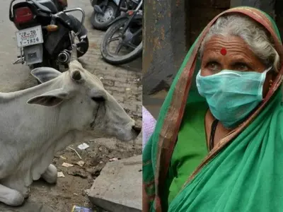 Cow Menace On The Rise In U.P, Swine Flu Cases Spike In Rajasthan, More Top News