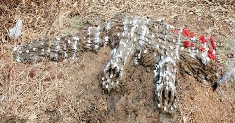 Goa Villagers Prepare Dummy Crocodile Chant Prayers For Good Crop Obviously, from the rich water fauna the european tourist is the most curios by crocodiles. goa villagers prepare dummy crocodile