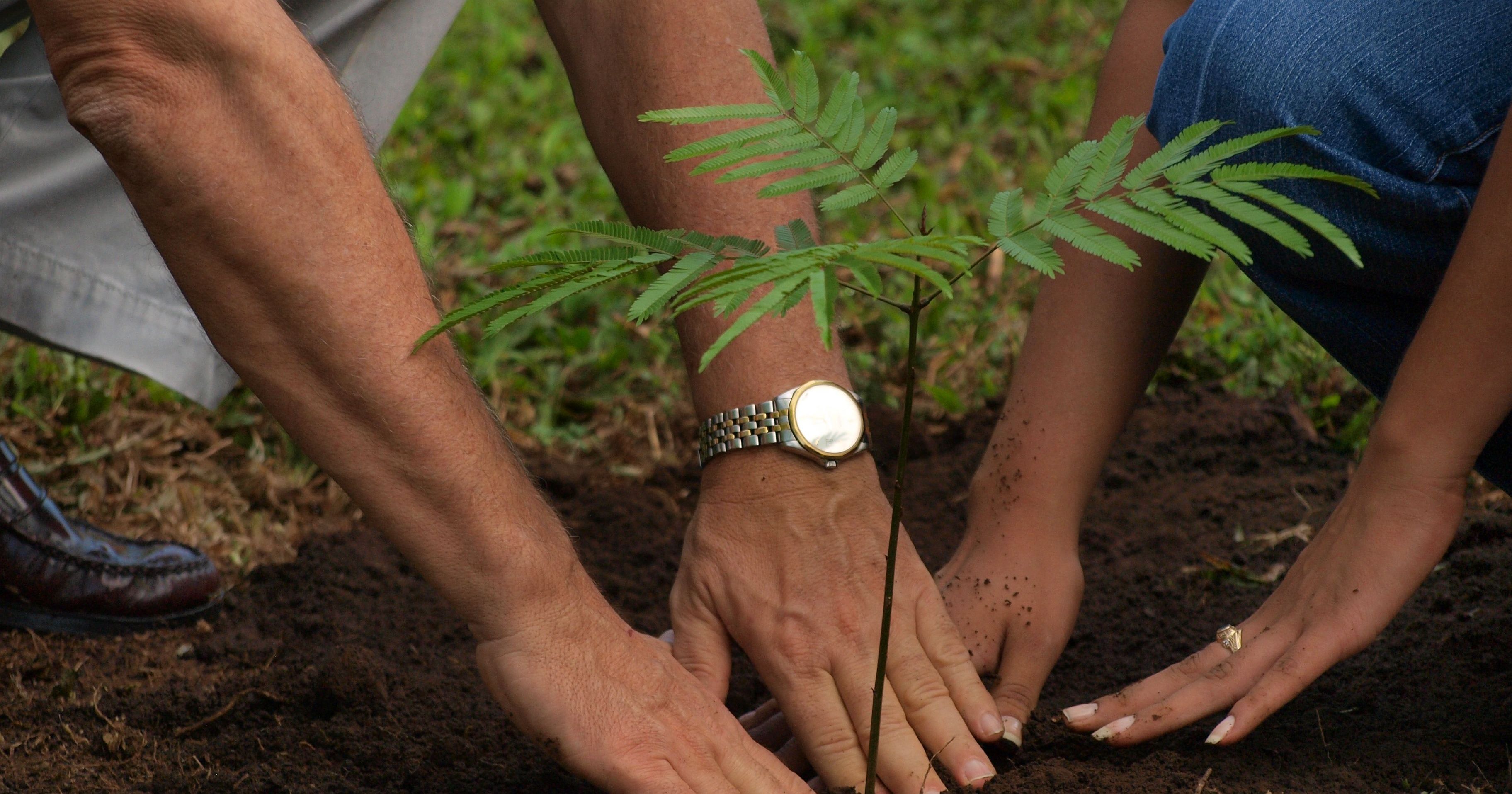 спортивный газон на даче. посадка чеснока весной. посадка плетистой розы весной. пикировка вербены. посадка деревьев.