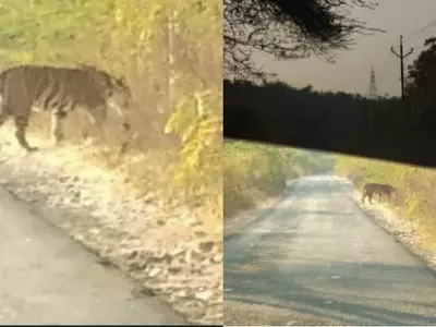 Gujarat tiger, road accident, striped, wild cat, Local resident, Mahesh Mahera, census