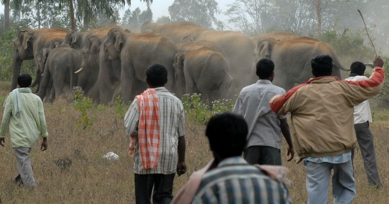 The Alarming Cost Of Human-Elephant Conflicts - 373 Elephants And 1,713