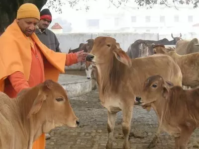 Yogi Adityanath’s UP Govt To Spend Rs 647 Crore On Gau Mata & People Call It ‘Cow Budget’