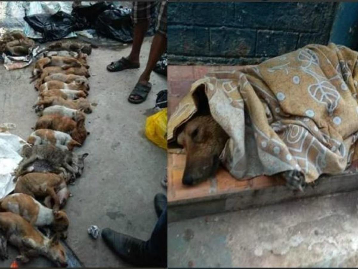 16 Dead Puppies Found Stuffed In Plastic Waste Bag In Kolkata, Video Of 2  Women Killing Them Raises Furore