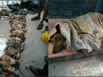 16 puppies, nursing students, NRS Medical college, arrested, police officials, animal cruelty
