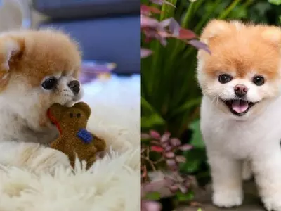 World's Cutest & Internet's Favourite Dog 'Boo' Passes Away At The Age Of 12