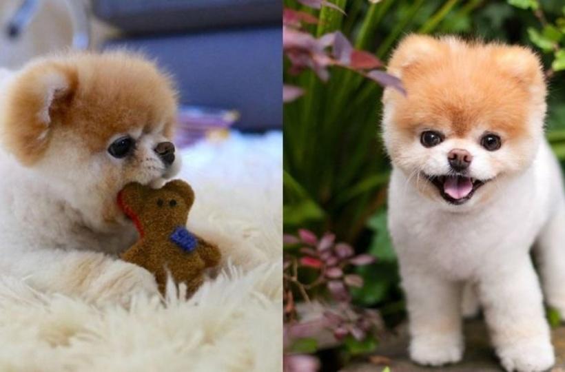 World\'s Cutest & Internet\'s Favourite Dog \'Boo\' Passes Away At The ...