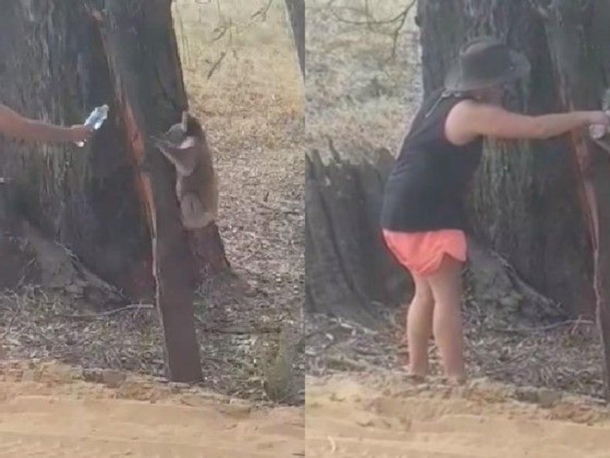 Video of firefighter giving water to thirsty koala goes viral