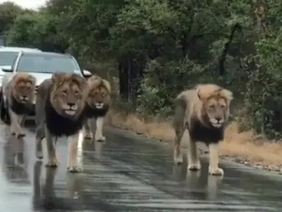 Lions walking on the road