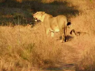 Unusual Bonding As Gir Lioness Adopts A Leopard Cub Separated From Mother In A Rare Phenomenon