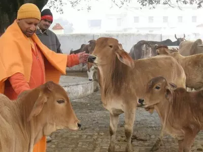 While Crime Rate Soars, UP CM Yogi Adityanath Clears ‘Cow Cess’ To Protect Stray Cattle In UP