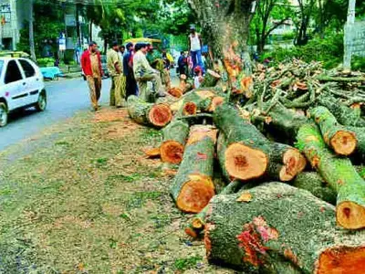 Close To 3,500 Trees To Be Axed To Make Way For Eight-Lane Delhi-Panipat Highway