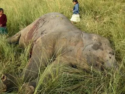 elephants died
