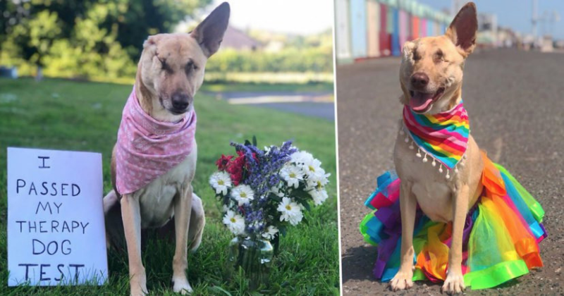 Maggie, The Pregnant Dog Who Was Shot 17 Times, Is Now