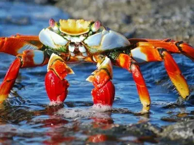 NCP Workers Release Crabs At Residence Of Minister Who Said Crabs Responsible For Dam Breach
