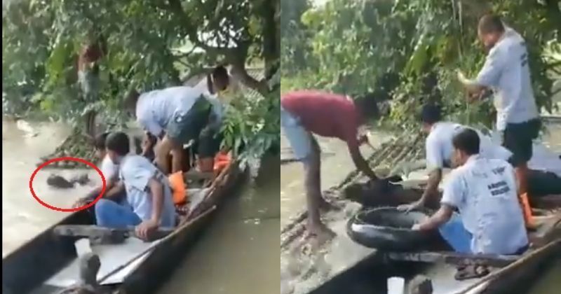 Video Of Baby Rhino Being Rescued From Flood Waters Is The Only Good ...