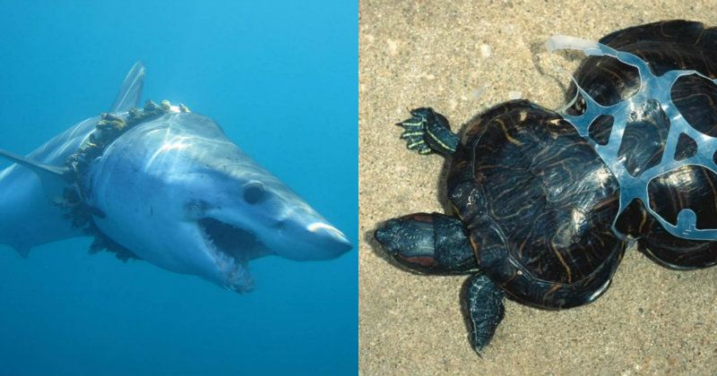 Plastic Sea Creatures