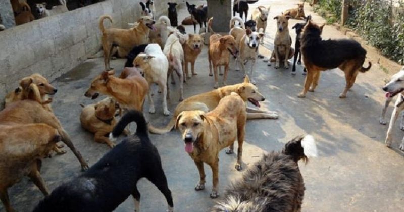 In Another Case Of Animal Cruelty, Village Head Orders Poisoning Of 50 Stray Dogs In Telangana