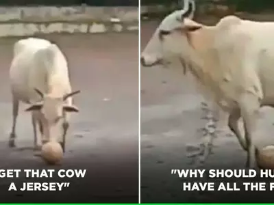 This cow loves to play football