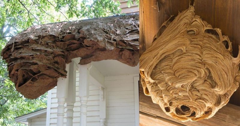 Wasps Are Making 'Supernests' The Size Of Cars & Scaring The Bejesus ...