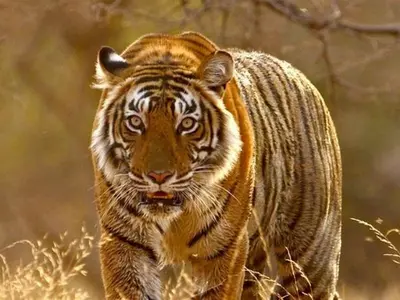 Adult Tiger's Death At Sariska Leaves Only One Male Tiger For Eight Tigresses; Cause Unknown