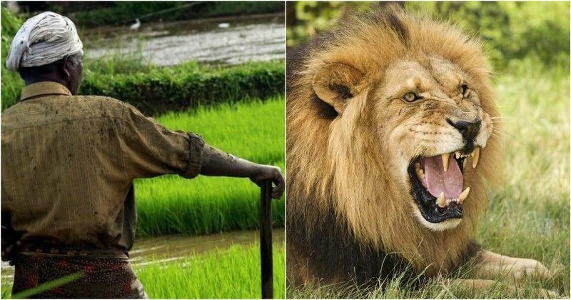 Brave Farmer Near Gujarat's Gir National Park Fights Off Lion With A ...