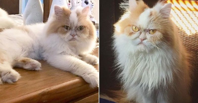 Meet Louis 'the new Grumpy Cat' who has his own natural resting angry face  - Mirror Online