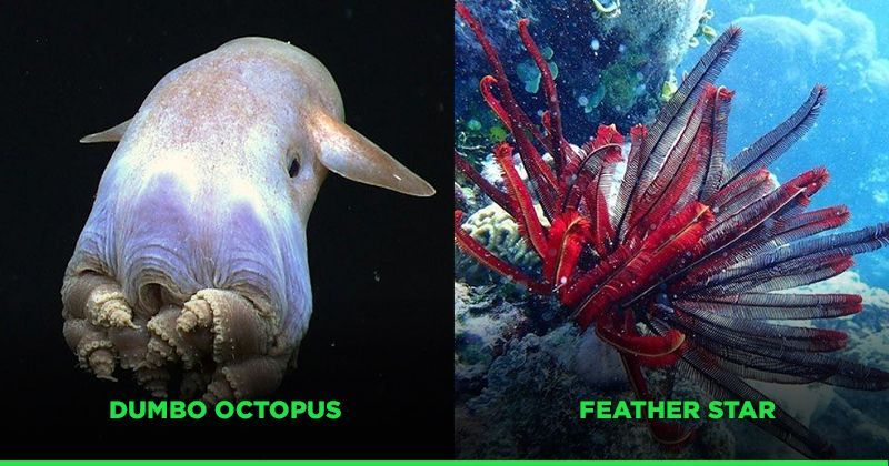 Marine life essay 250 words image