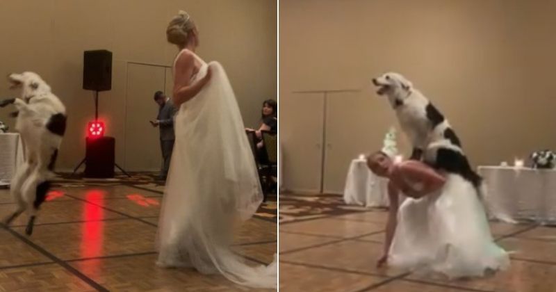 Bride dancing with store dog