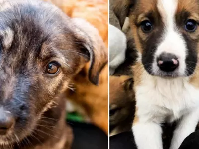 Some Dogs Miraculously Defied The Odds To Survive In Chernobyl & They Are Up For Adoption!