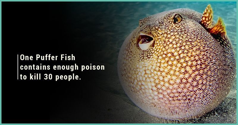 15-bizarre-facts-about-fish-that-ll-make-you-more-curious-about-aquatic