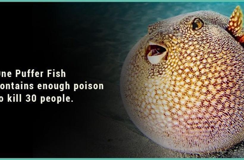 15 Bizarre Facts About Fish That'll Make You More Curious About Aquatic Life