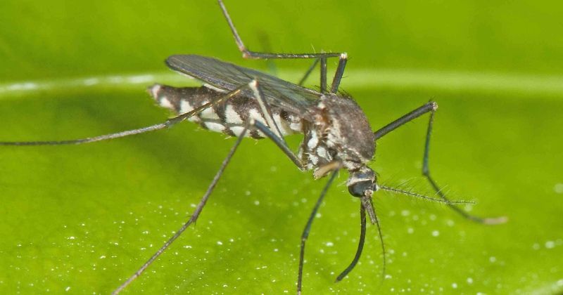 Kin Of Person Killed By Mosquito Bite Can t Claim Insurance Money It s 