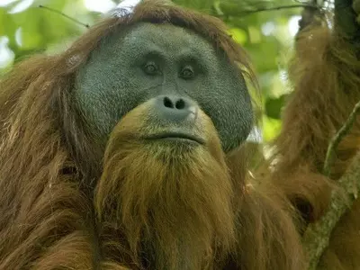 orangutan, Indonesia, Chinese built dam, court, extinction, endangered, Pongo tapanuliensis