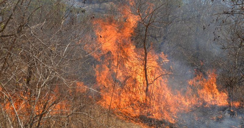 More Than 50 Tigers, Other Wild Animals At Risk After Fire Breaks Out ...