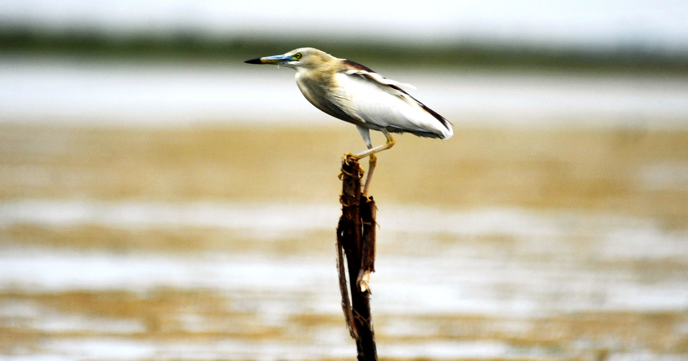 Birds In Gujarat Given ORS To Beat the Heat