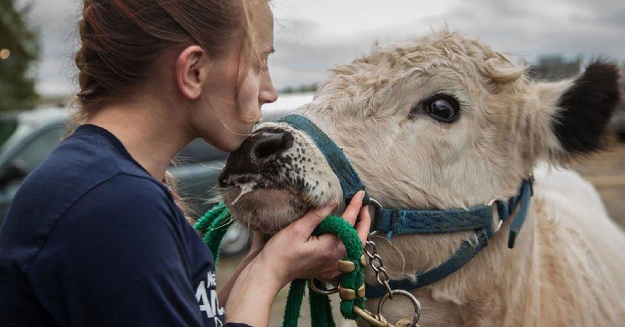 A Weird Cow-Kissing Challenge Is Going On In Austria And Their