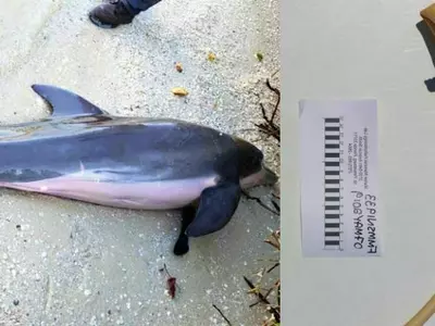 Dolphin Found Dead With A 2-Foot Long Plastic Shower Hose Inside Her Stomach In Florida