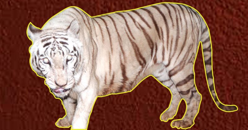 Bajirao, The Only Surviving White Tiger In Mumbai Dies Due To Old Age In  Captivity