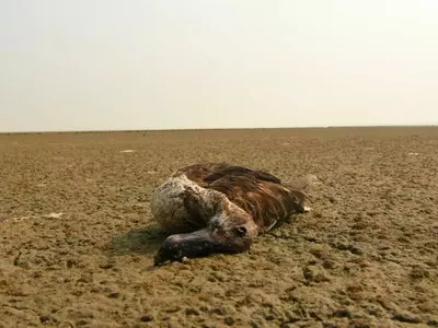 A Total Of 17,000 Migratory Birds Have Died So Far In Rajasthan’s Sambhar Lake Due To Botulism