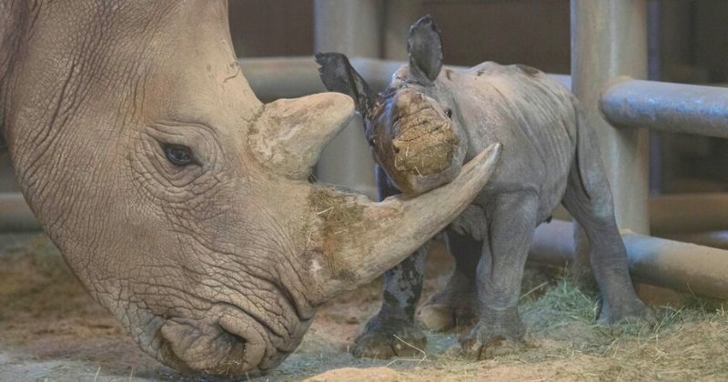 Baby Rhino Rescue - Saving Rhinos from extinction