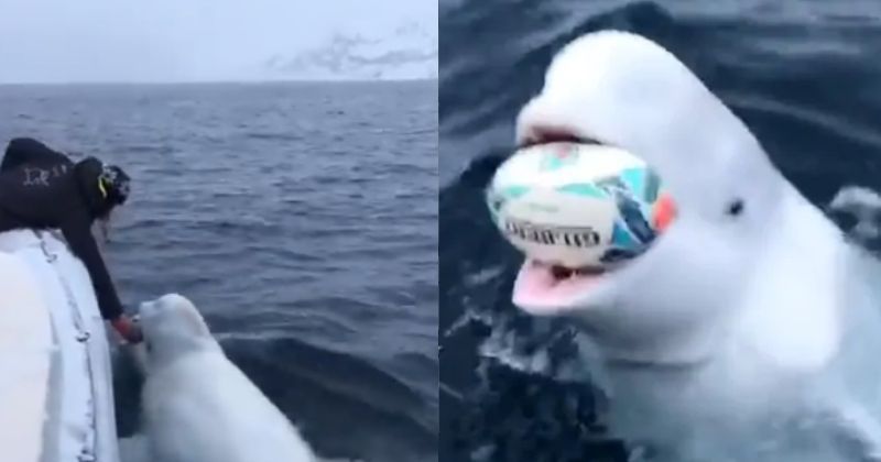 Man Playing Fetch The Ball With A Beluga Whale Goes Viral, Theories