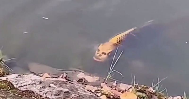 Fish with 'human-like face' spotted swimming in lake