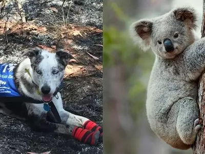 Not Just Humans, Heroic Dogs Are Saving Injured Koalas From Australian Bushfires
